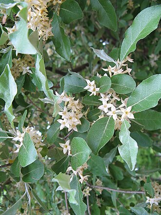 Elaeagnus umbellata