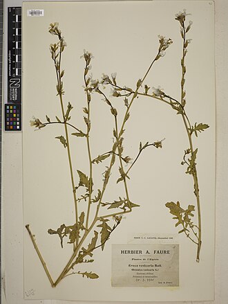 Eruca vesicaria subsp. sativa