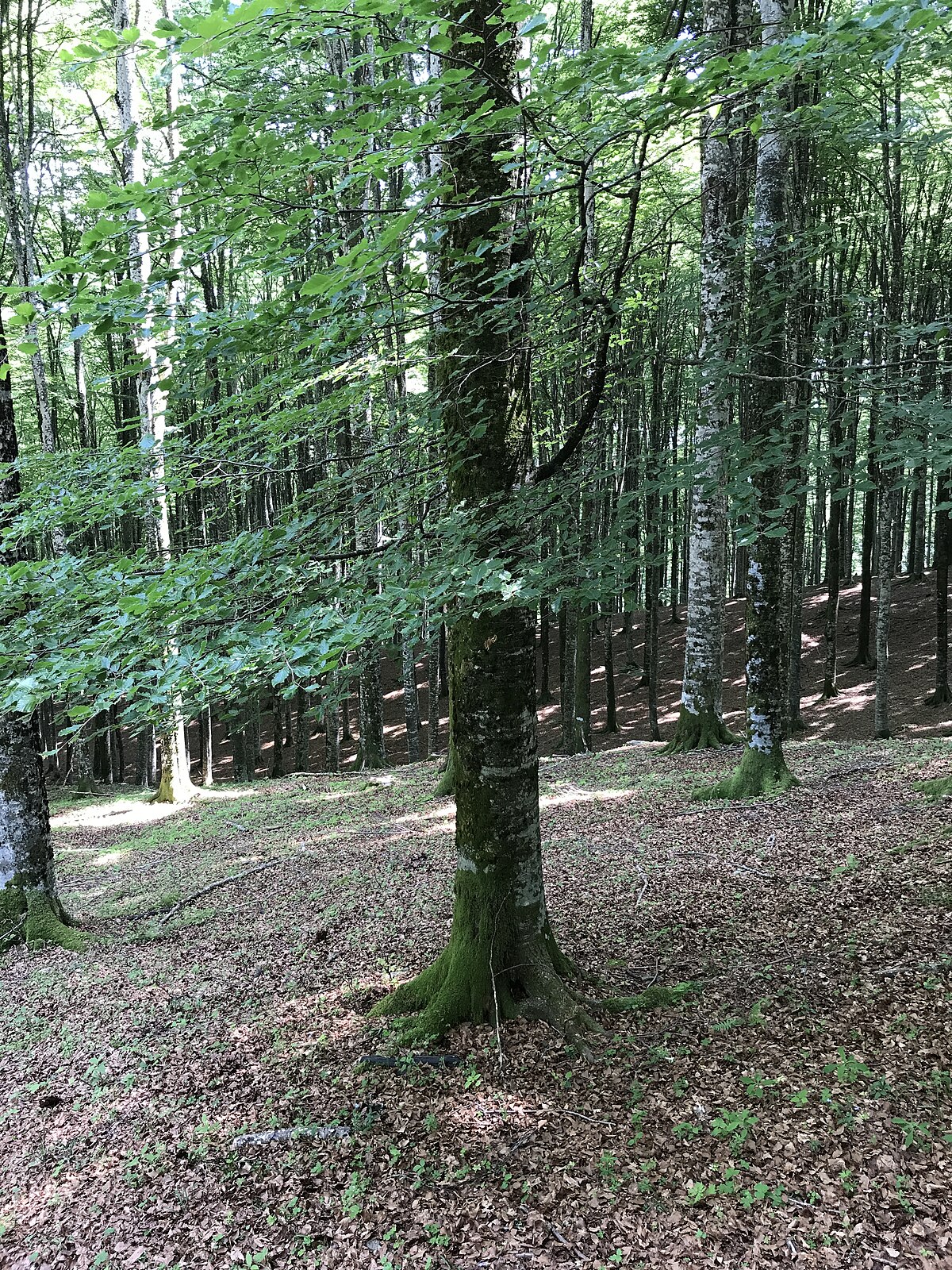 Fagus sylvatica
