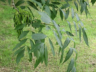Fraxinus excelsior