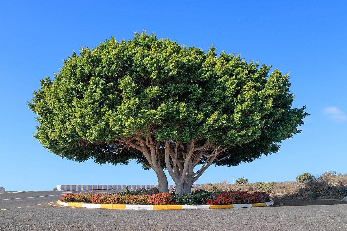 Ficus microcarpa