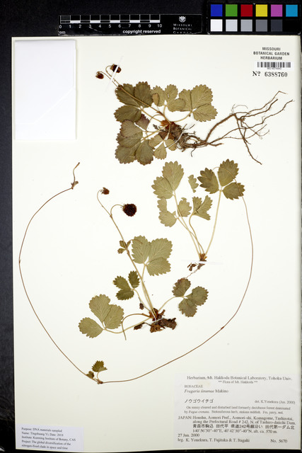 Fragaria iinumae
