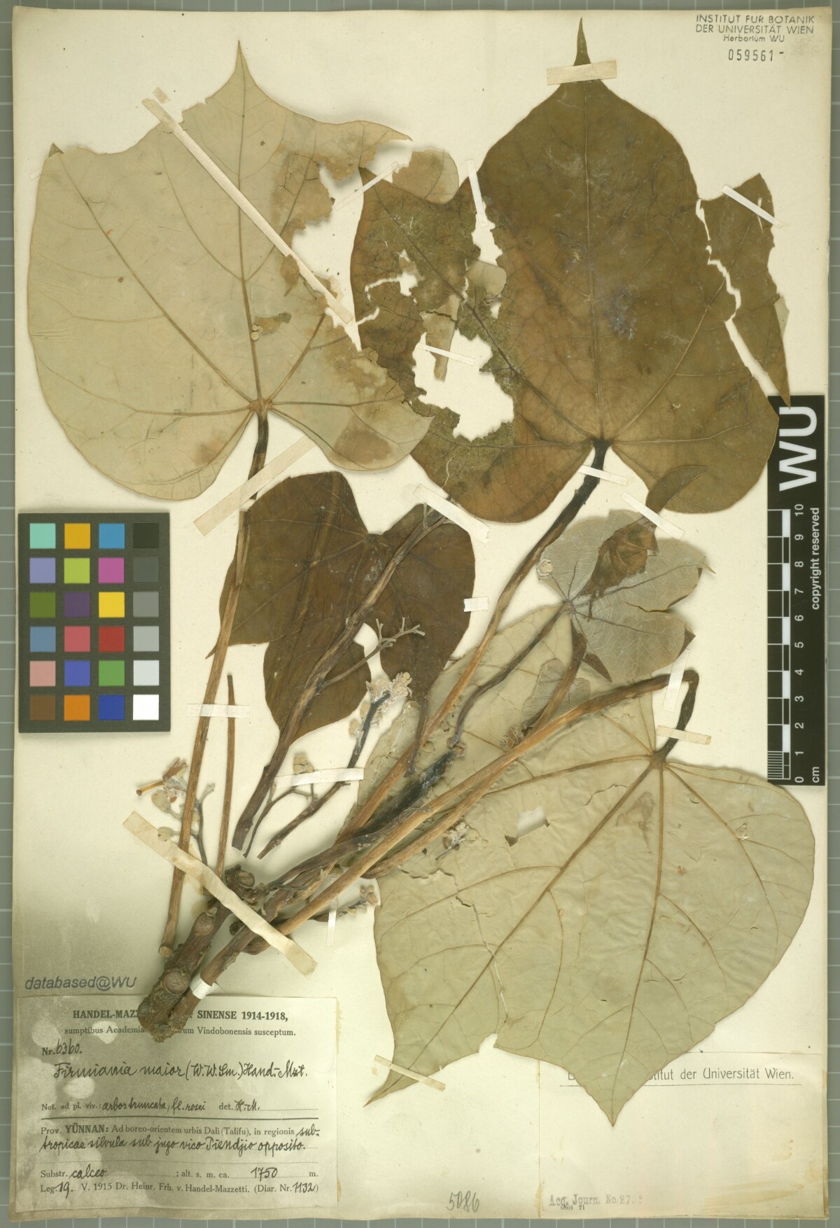 Firmiana major