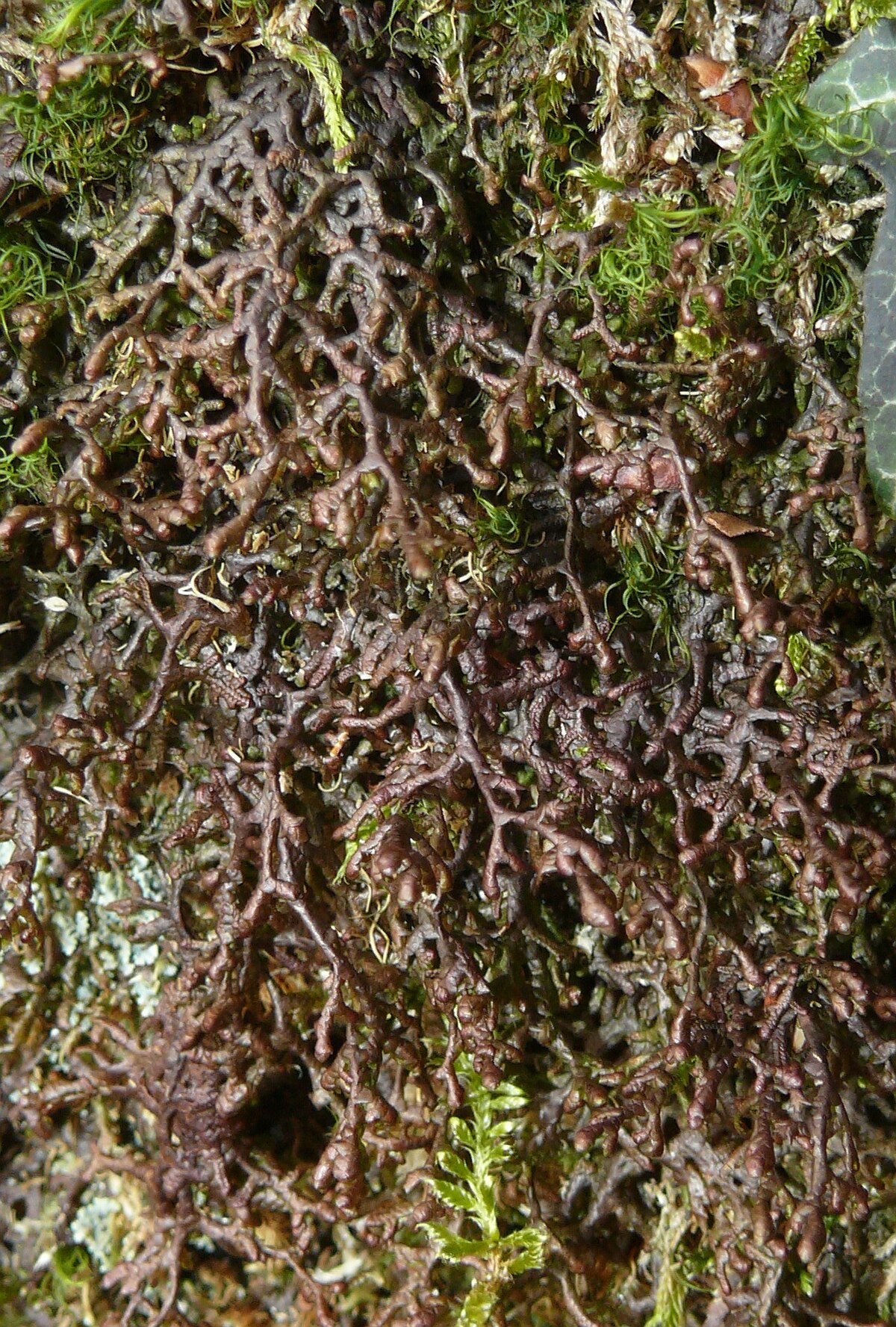 Frullania moniliata