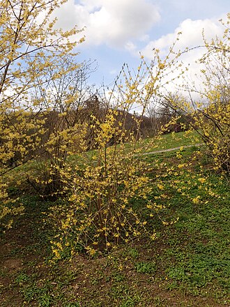 Forsythia ovata