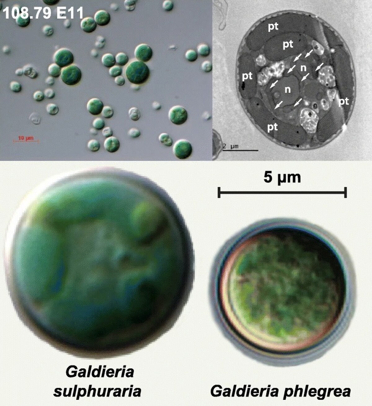 Galdieria phlegrea
