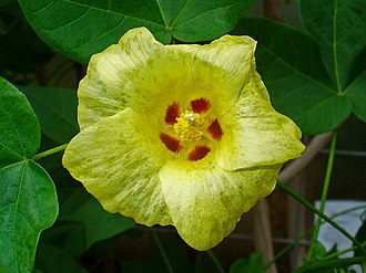 Gossypium aridum