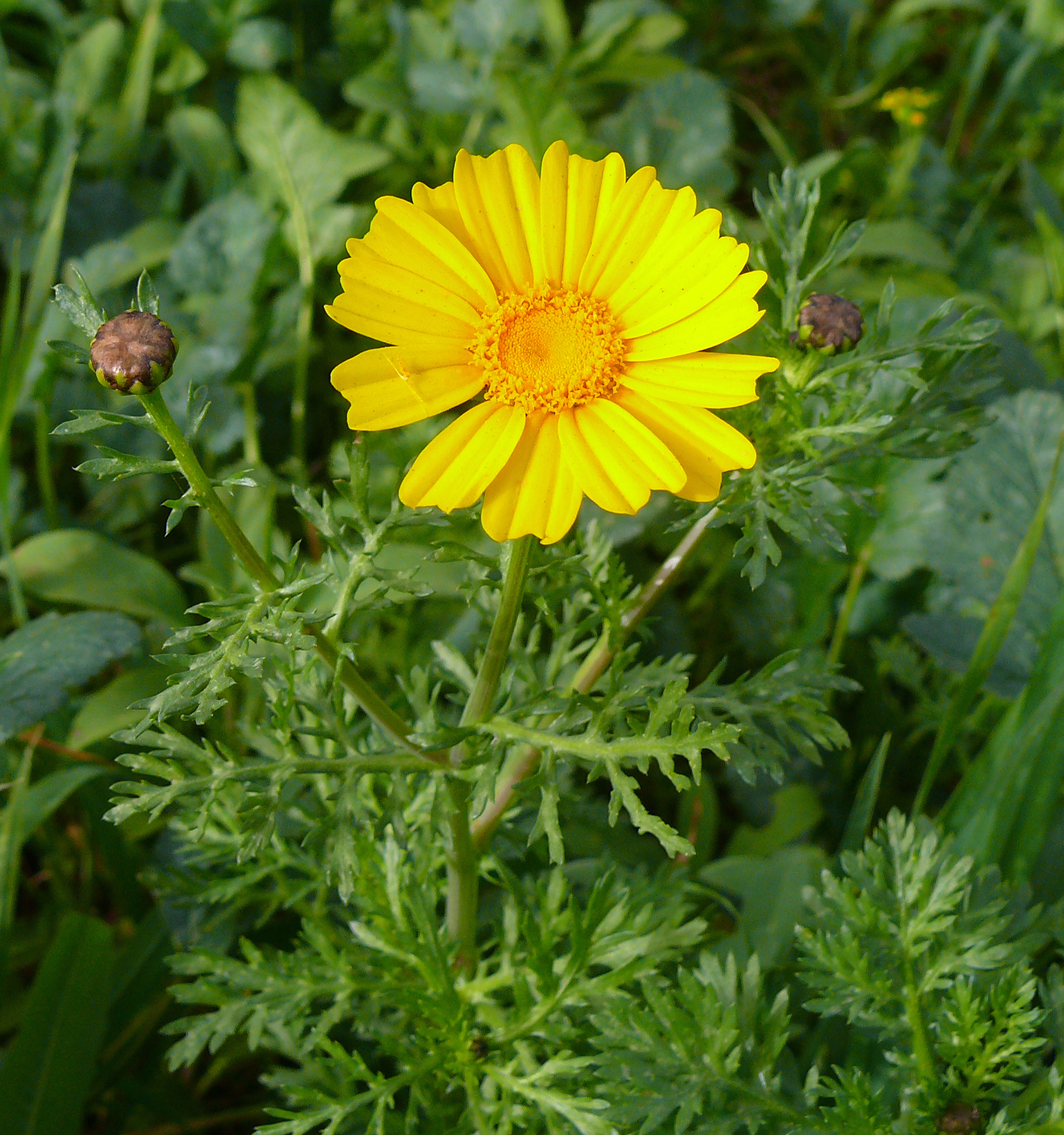 Glebionis coronaria