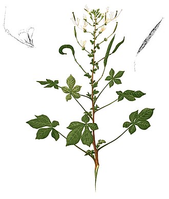 Cleome gynandra
