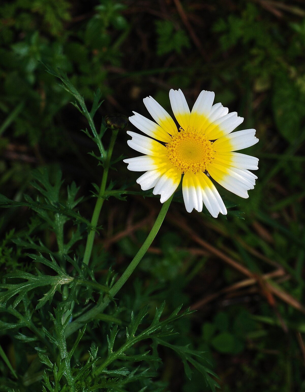 Glebionis coronaria