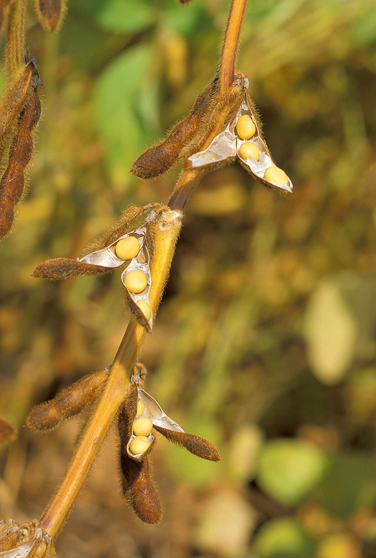 Glycine max Wm82