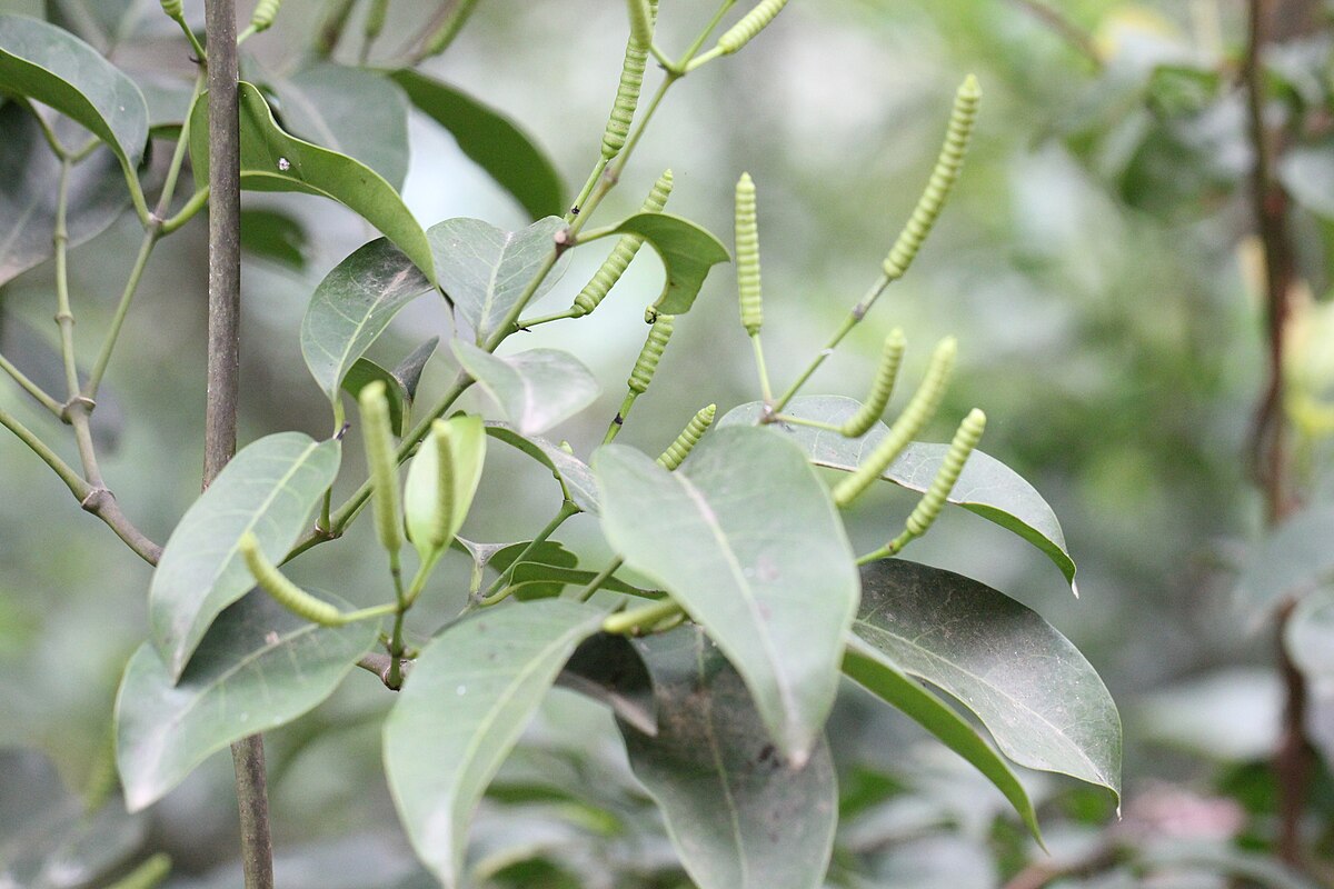 Gnetum montanum