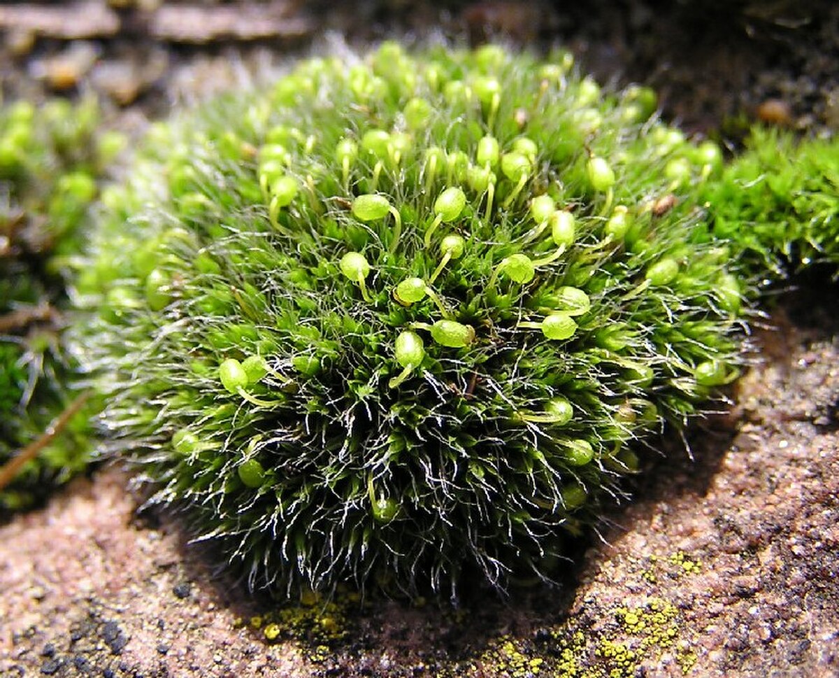 Grimmia obtusifolia