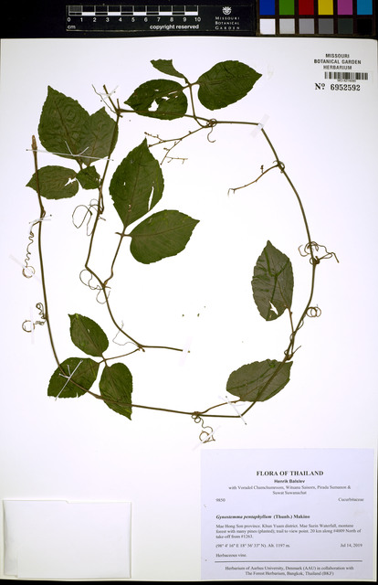 Gynostemma pentaphyllum