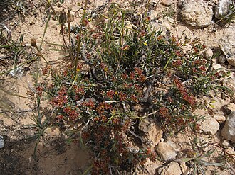 Gymnocarpos