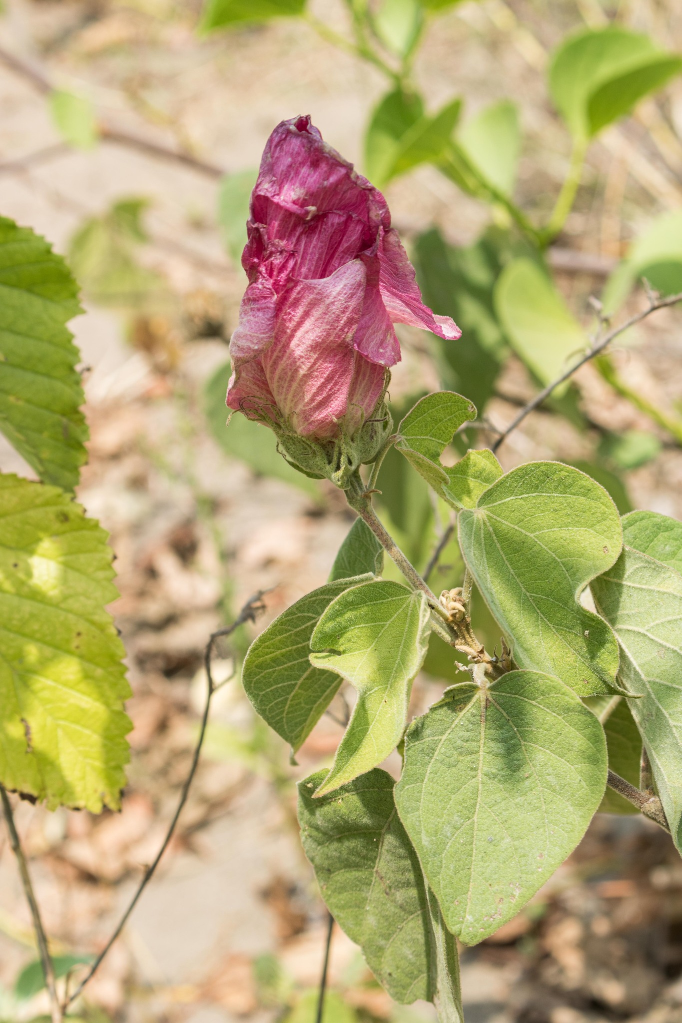 Gossypium raimondii D5-3