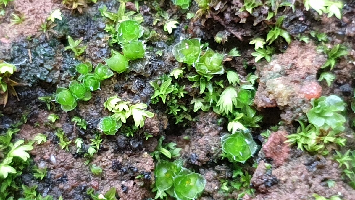 Gigaspermum repens