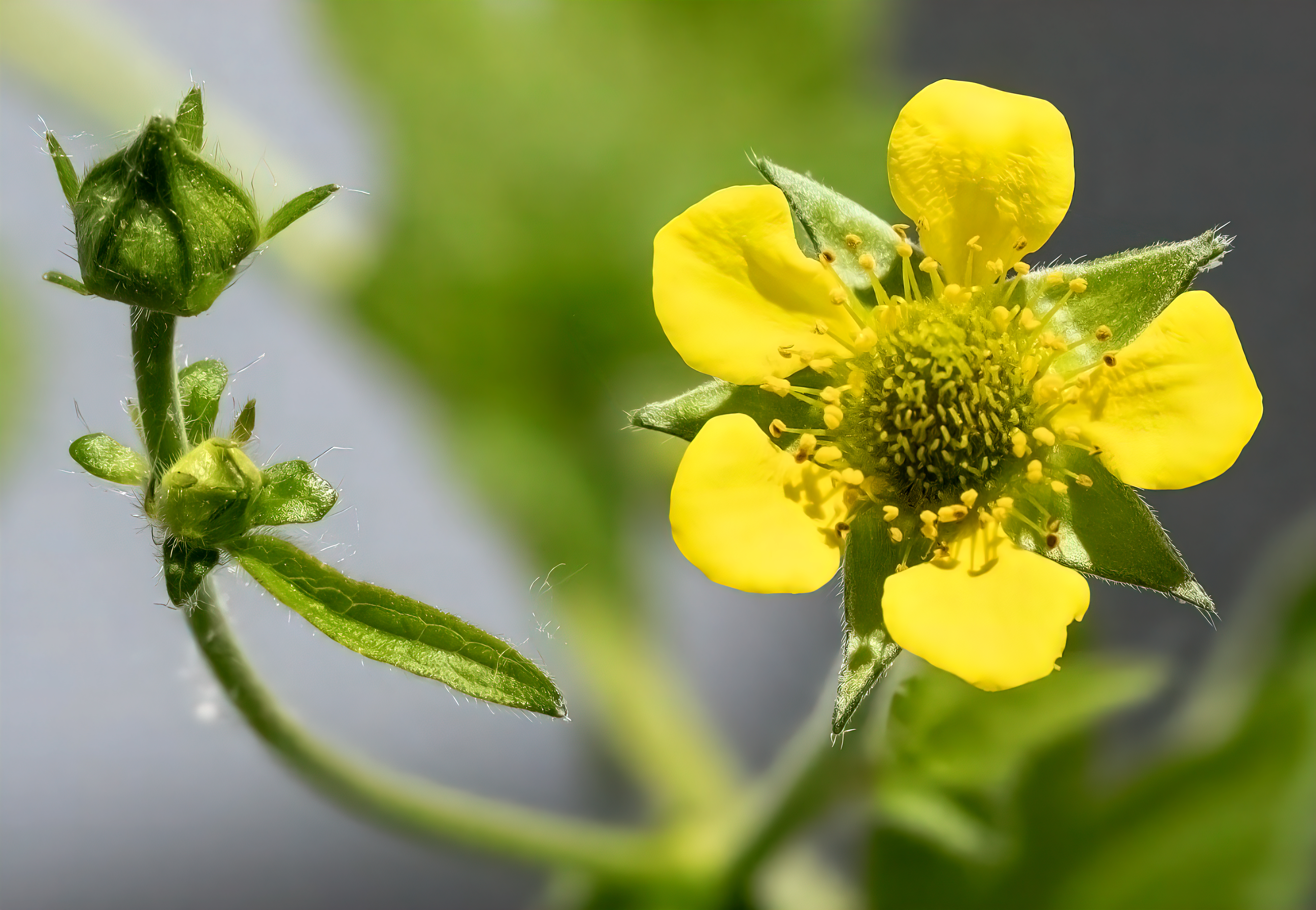 Geum urbanum