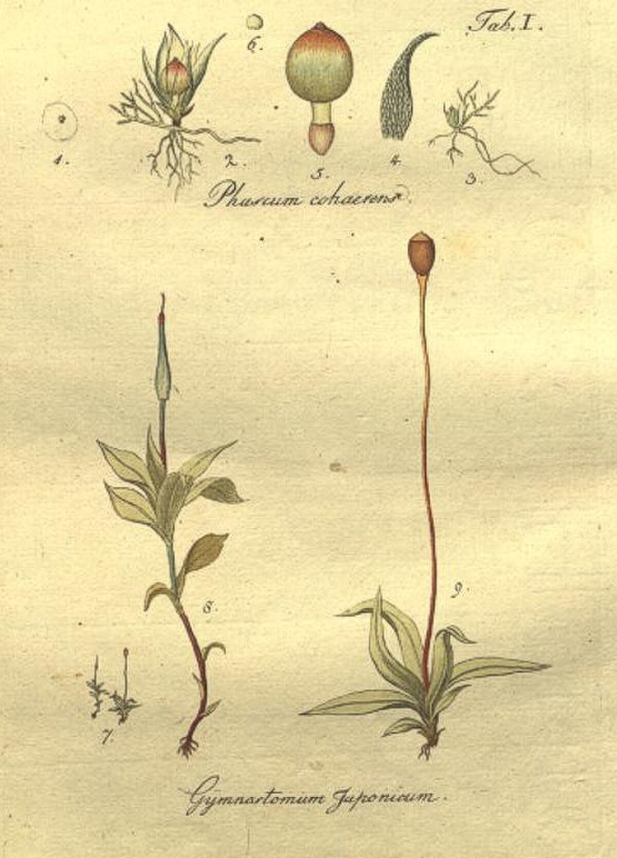 Gymnostomum aurantiacum