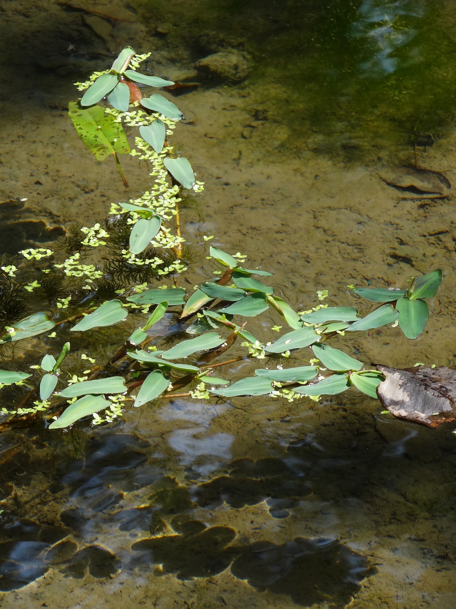 Hygroryza aristata