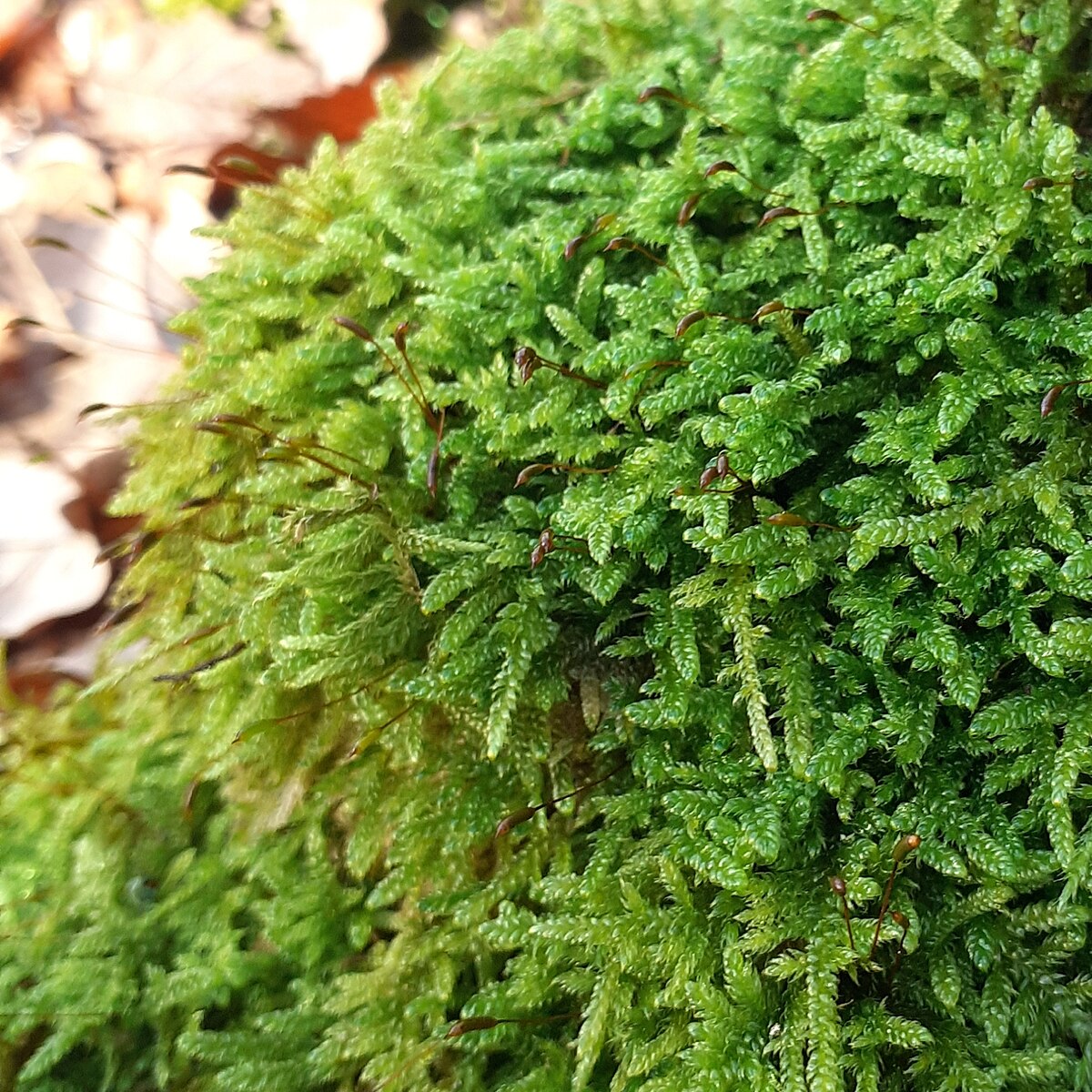 Hypnum curvifolium