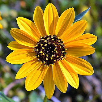 Helianthus debilis subsp. tardiflorus