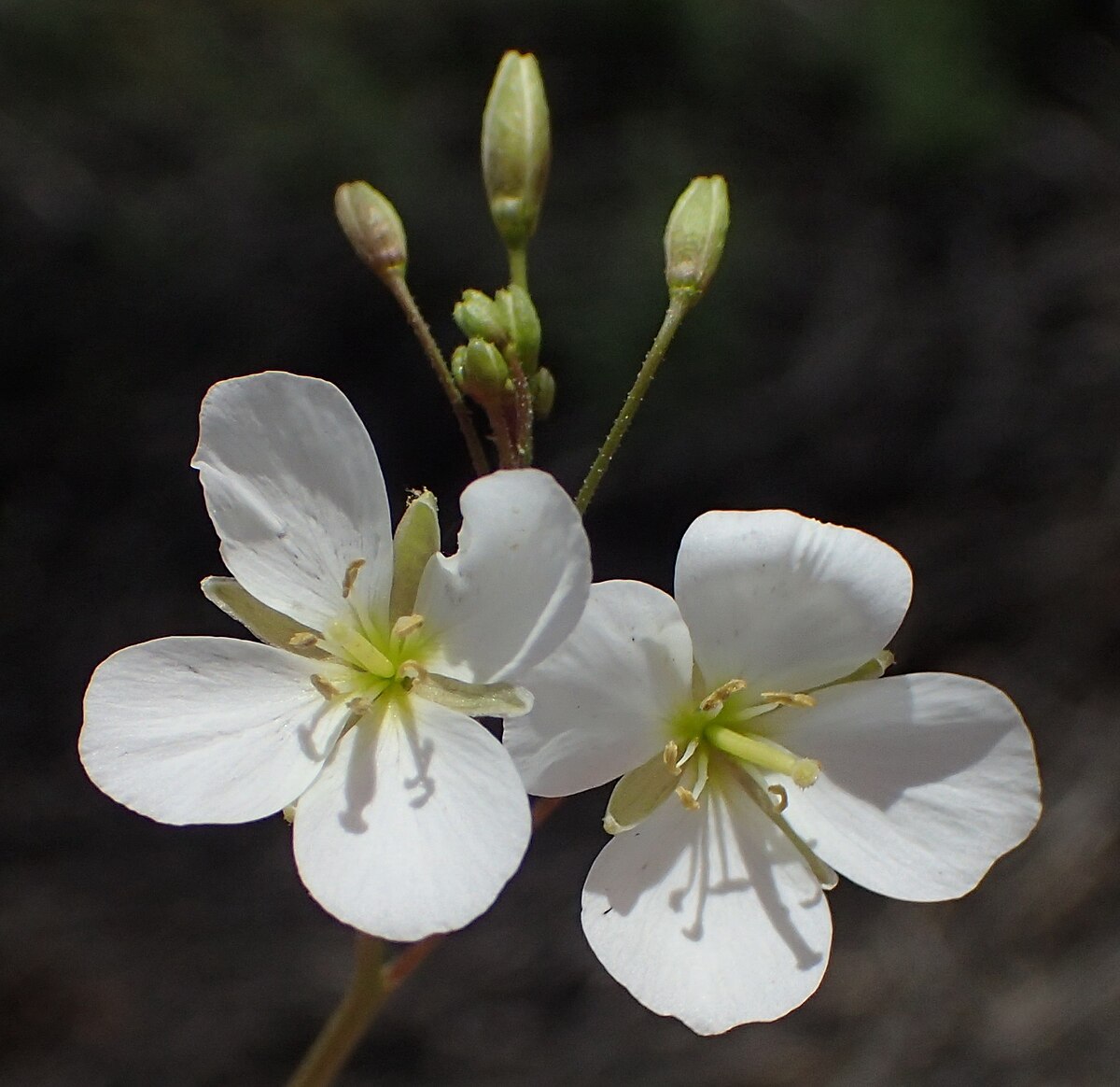 Heliophila variabilis