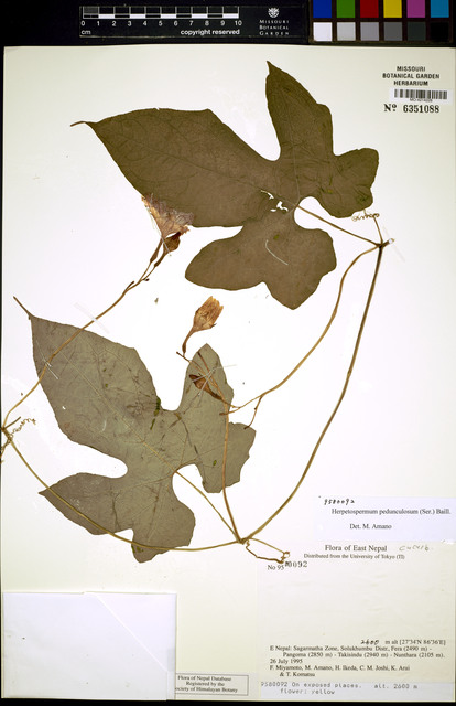 Herpetospermum pedunculosum