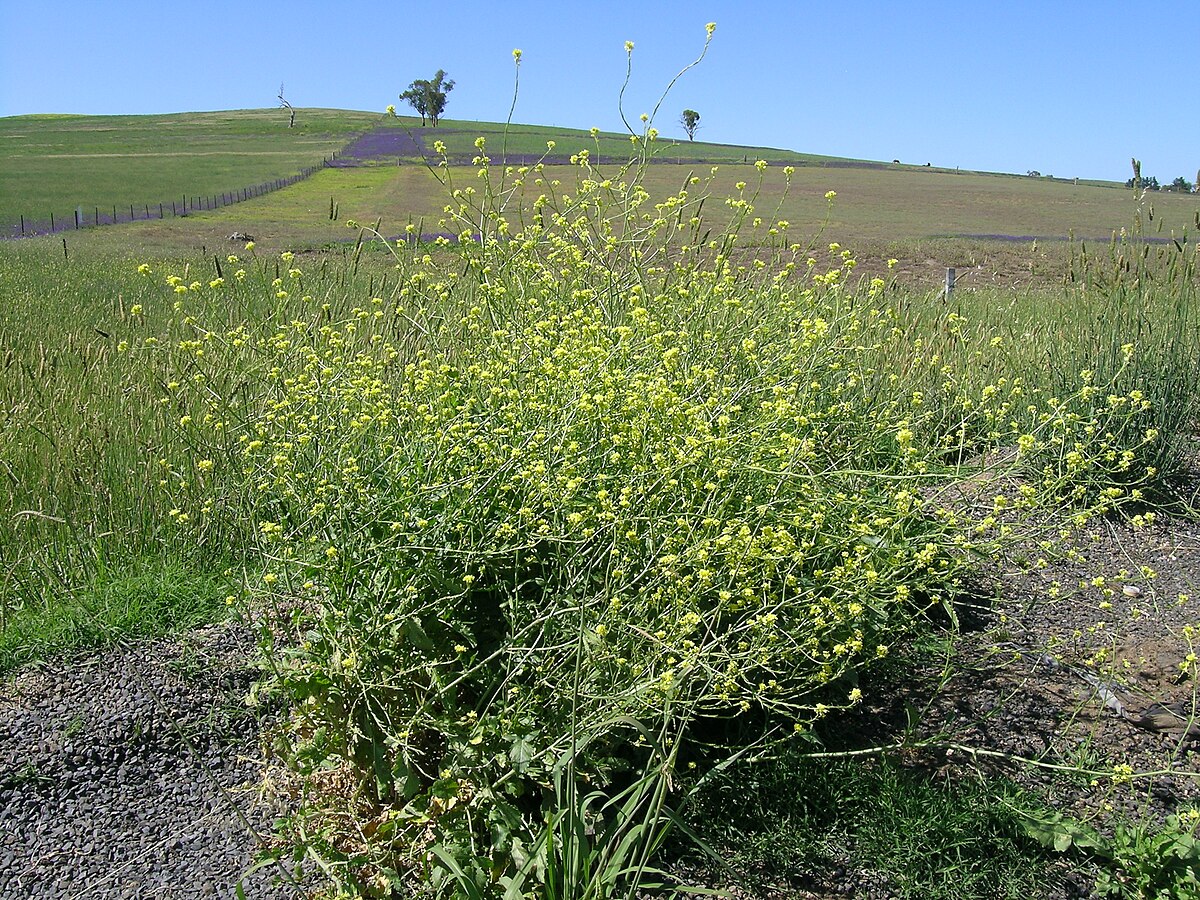 Hirschfeldia incana