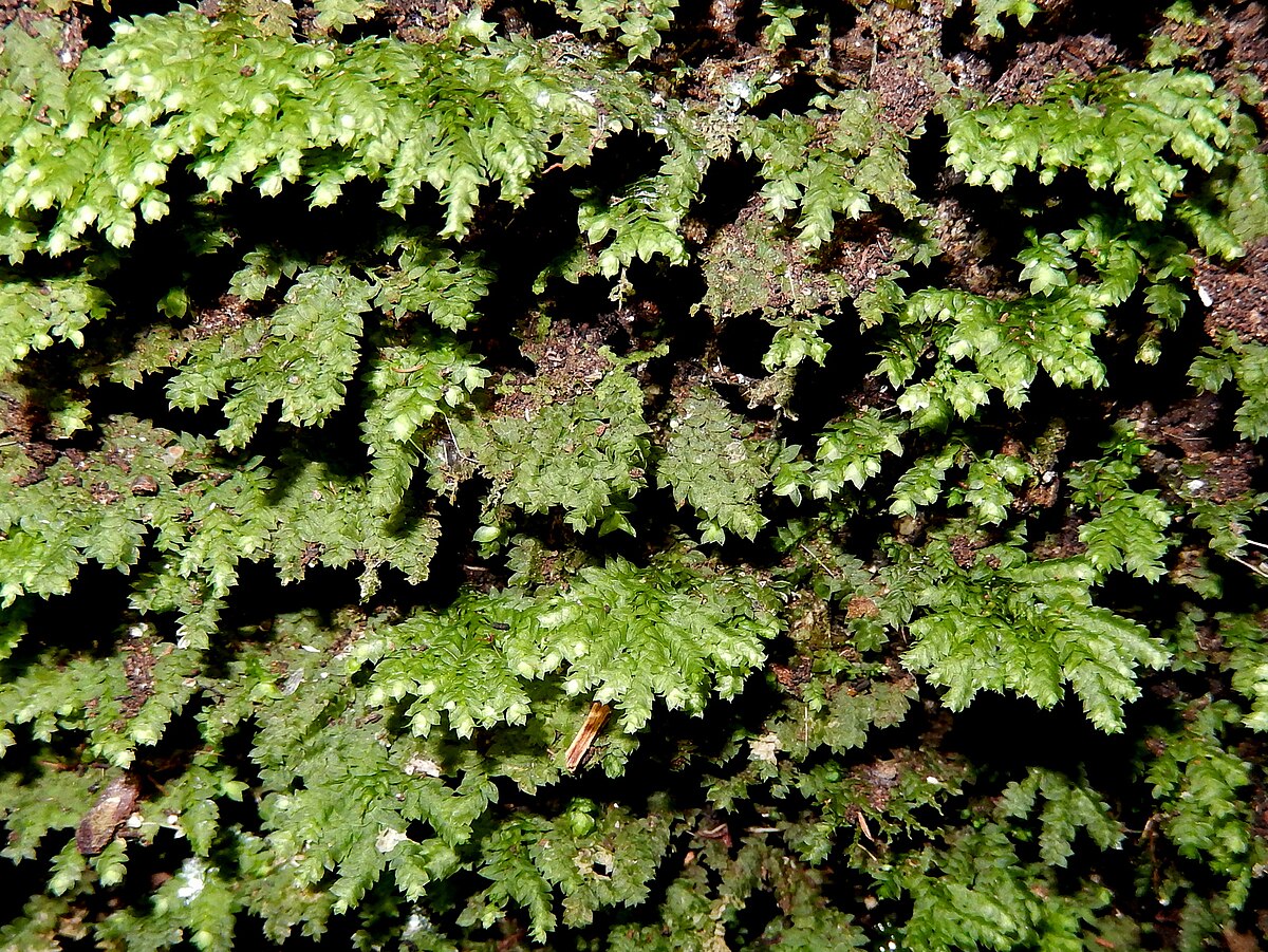 Hypopterygium japonicum