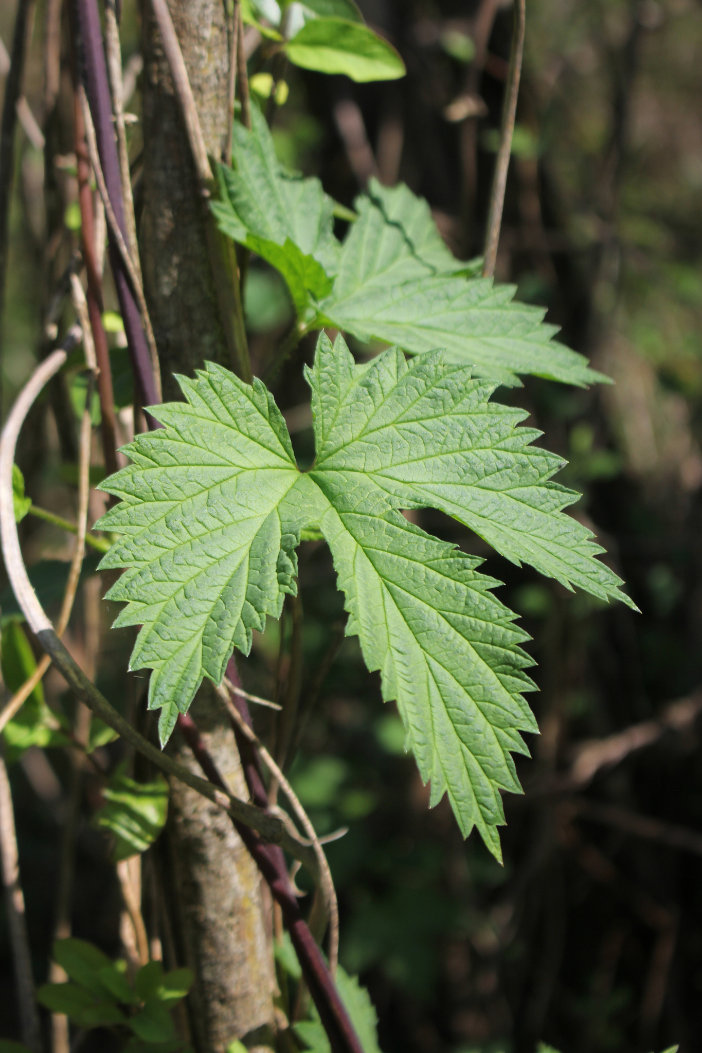 Humulus lupulus
