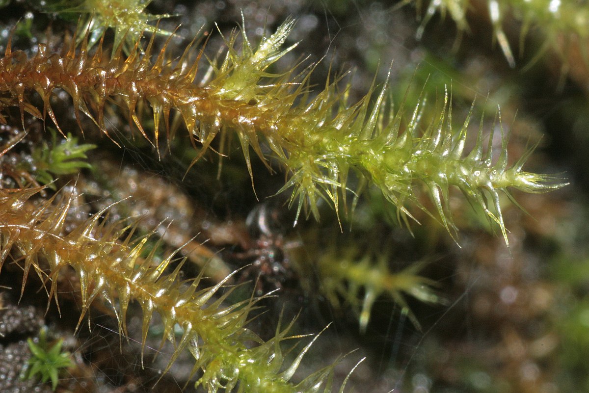 Hygrohypnum luridum