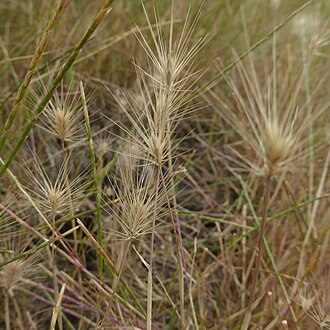 Hordeum marinum