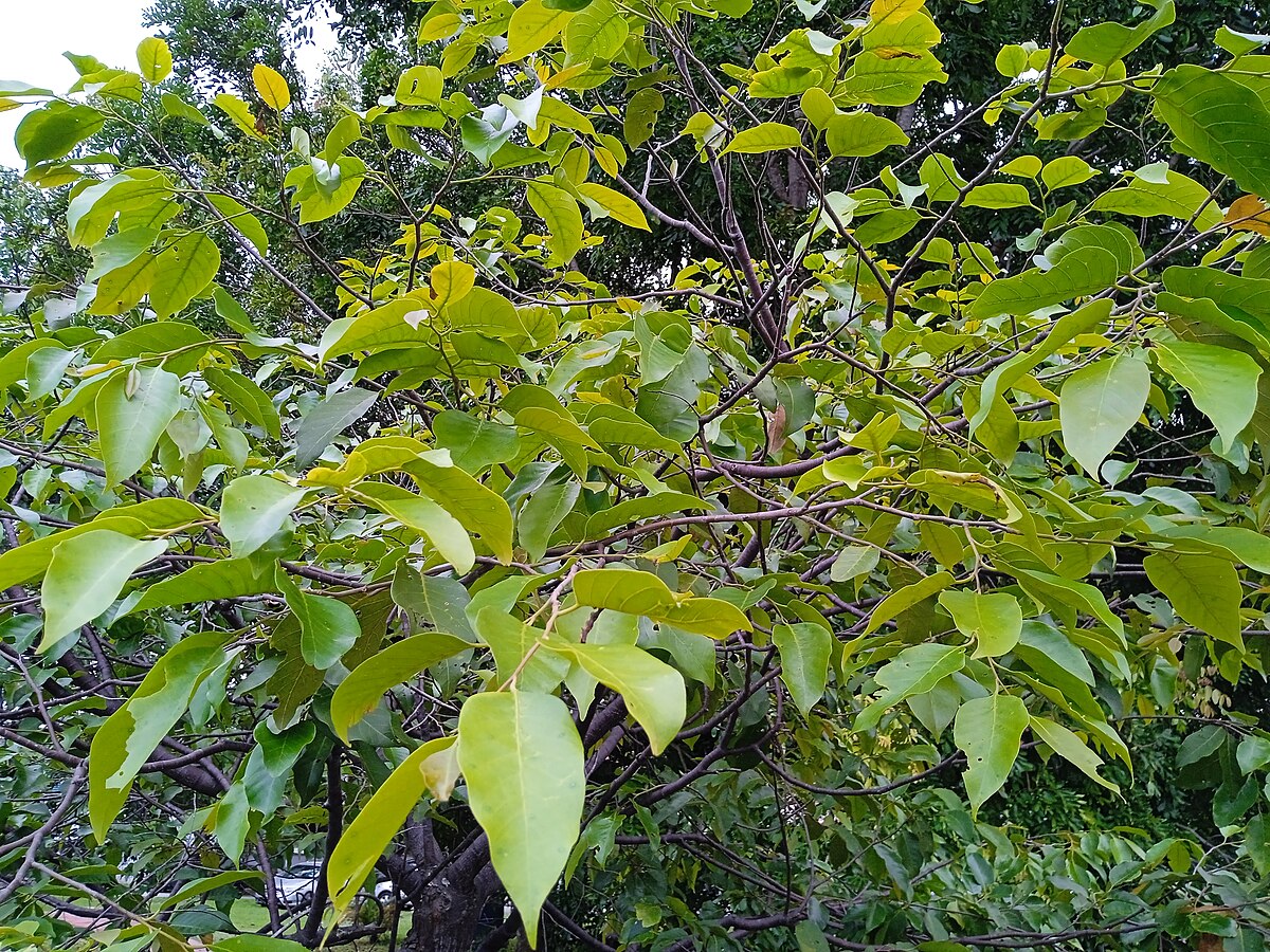 Hopea hainanensis