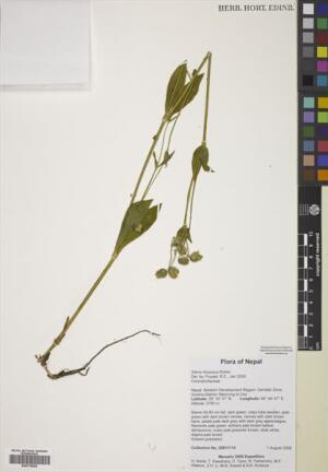 Heliosperma pusillum