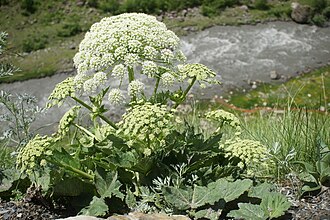 Heracleum sosnowskyi