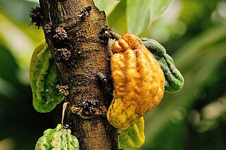 Theobroma umbraticum