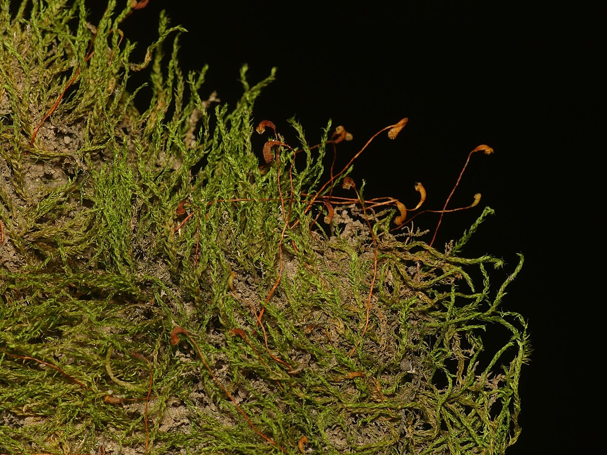 Hygroamblystegium varium