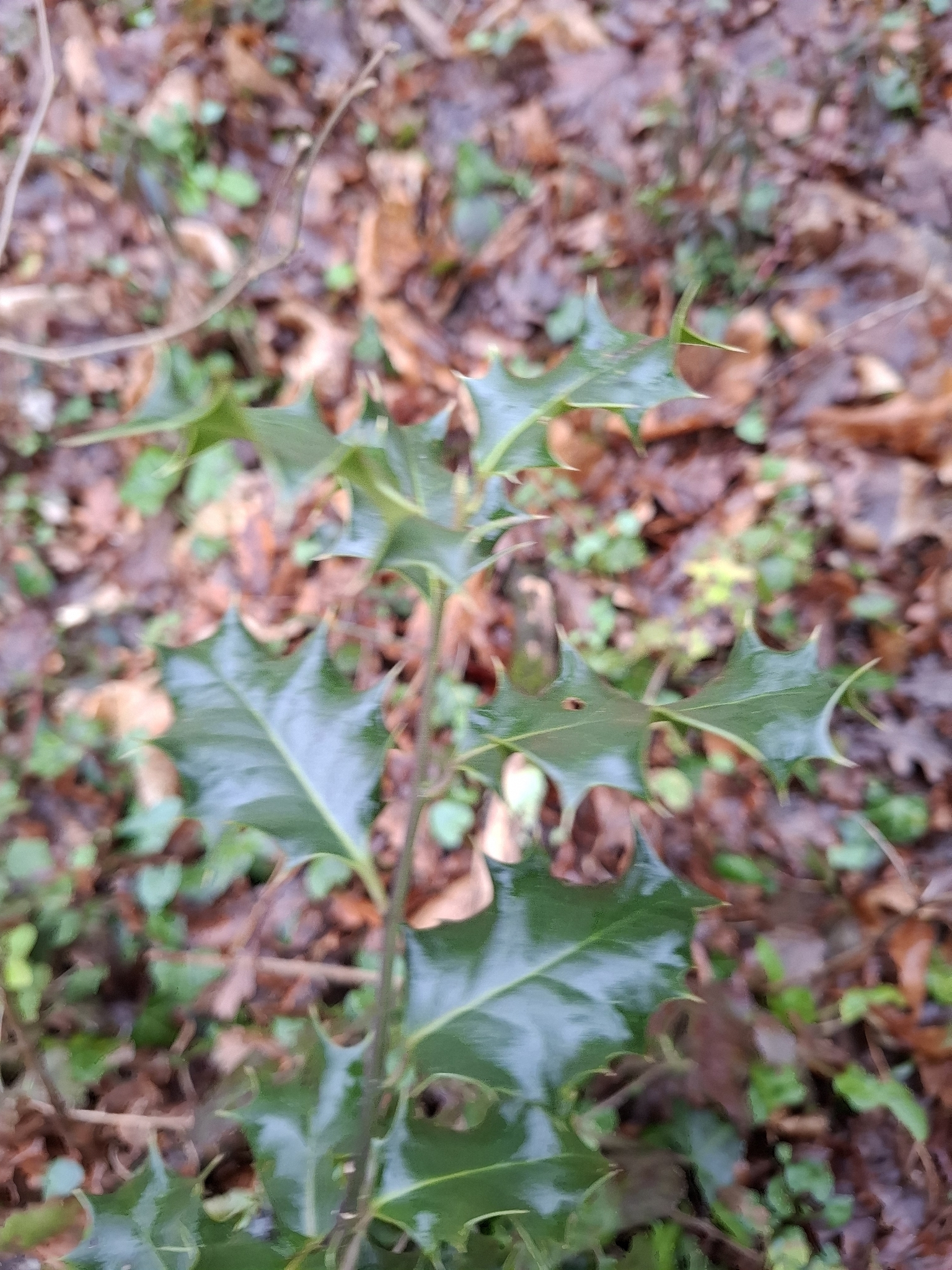 Ilex aquifolium