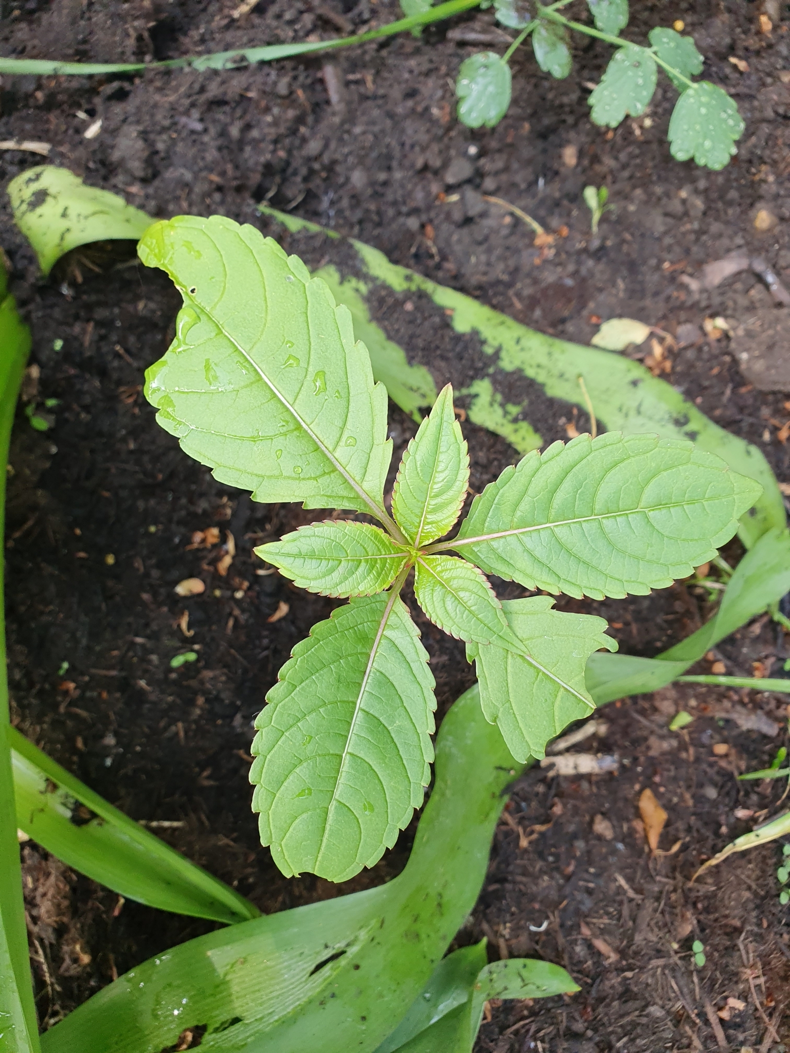 Impatiens glandulifera