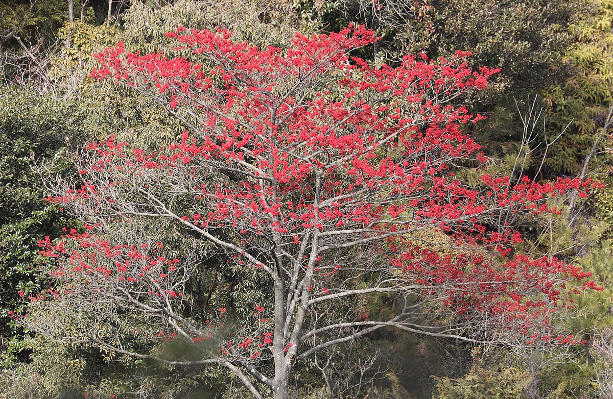 Ilex polyneura