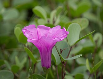 Ipomoea pes-caprae