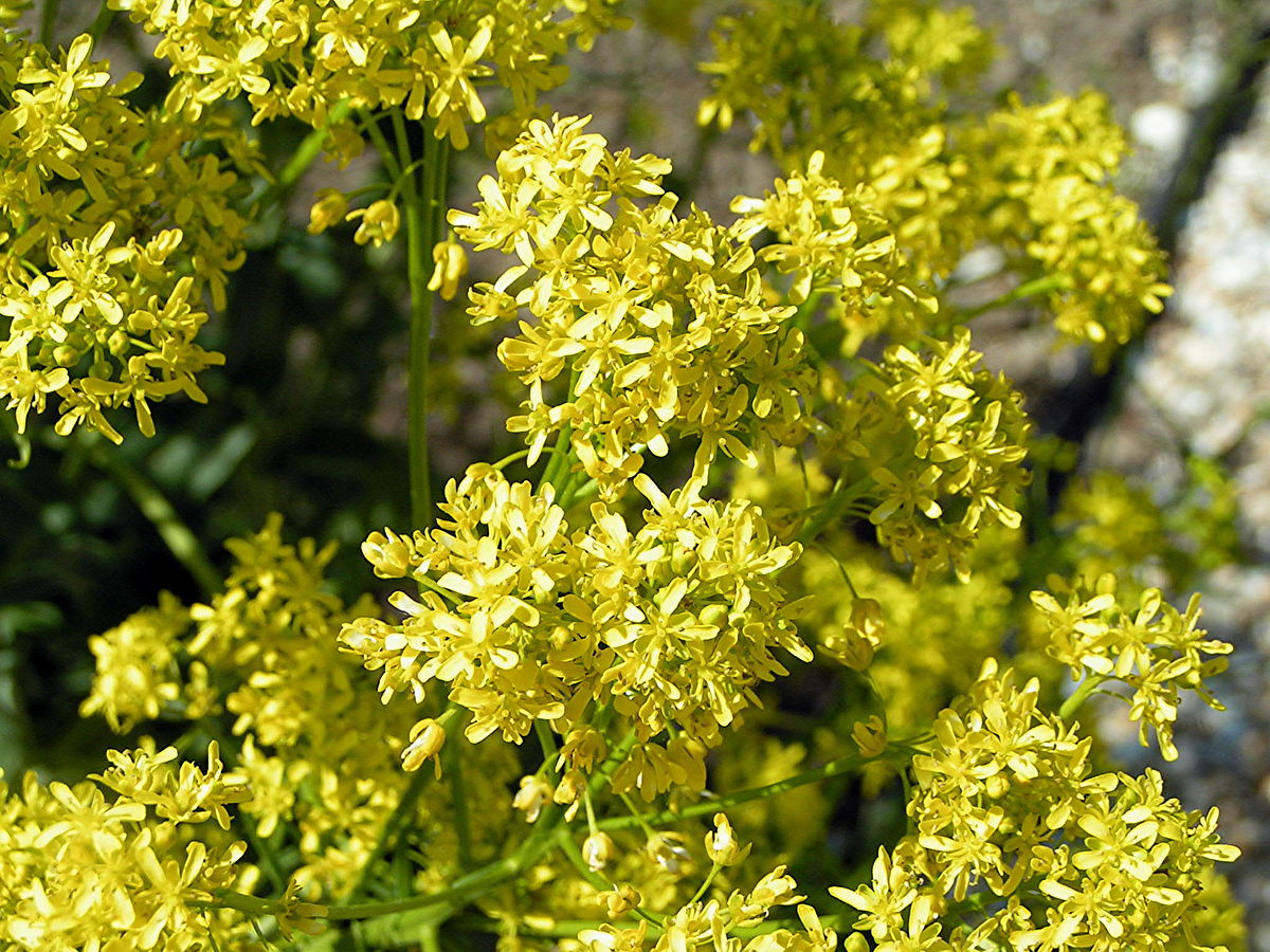 Isatis indigotica