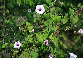 Ipomoea trifida