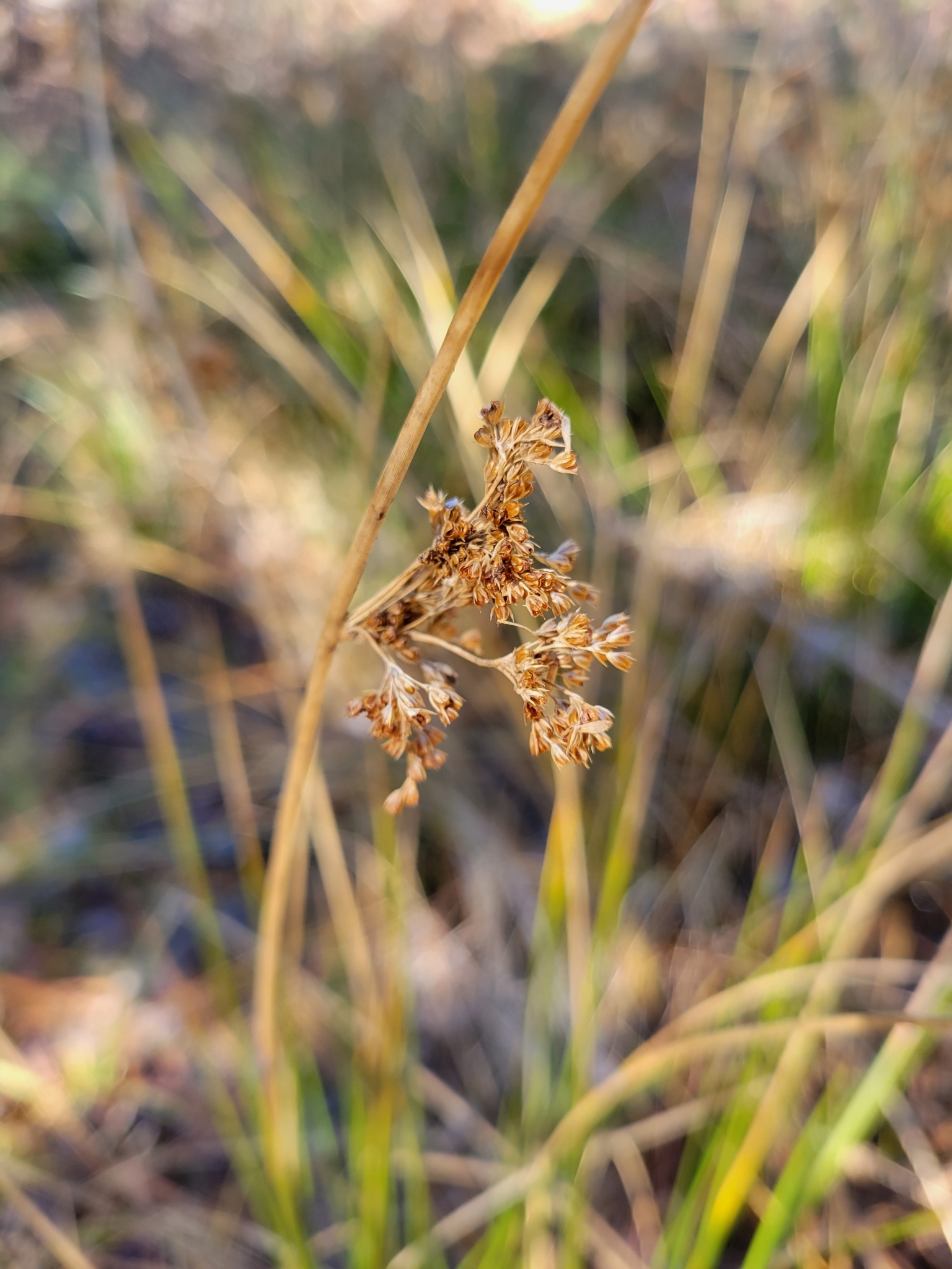 Juncus effusus