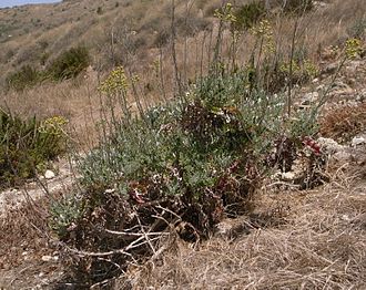 Jacobaea maritima