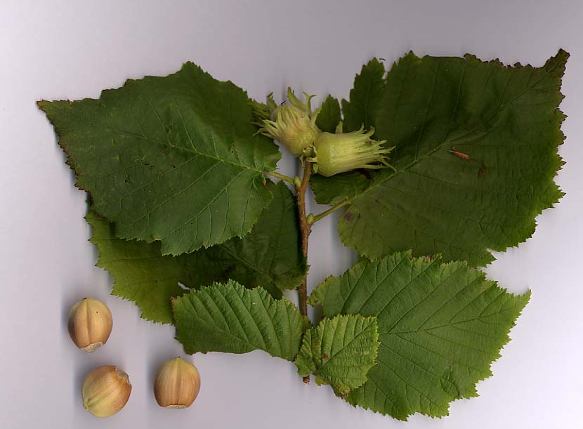 Juglans sigillata