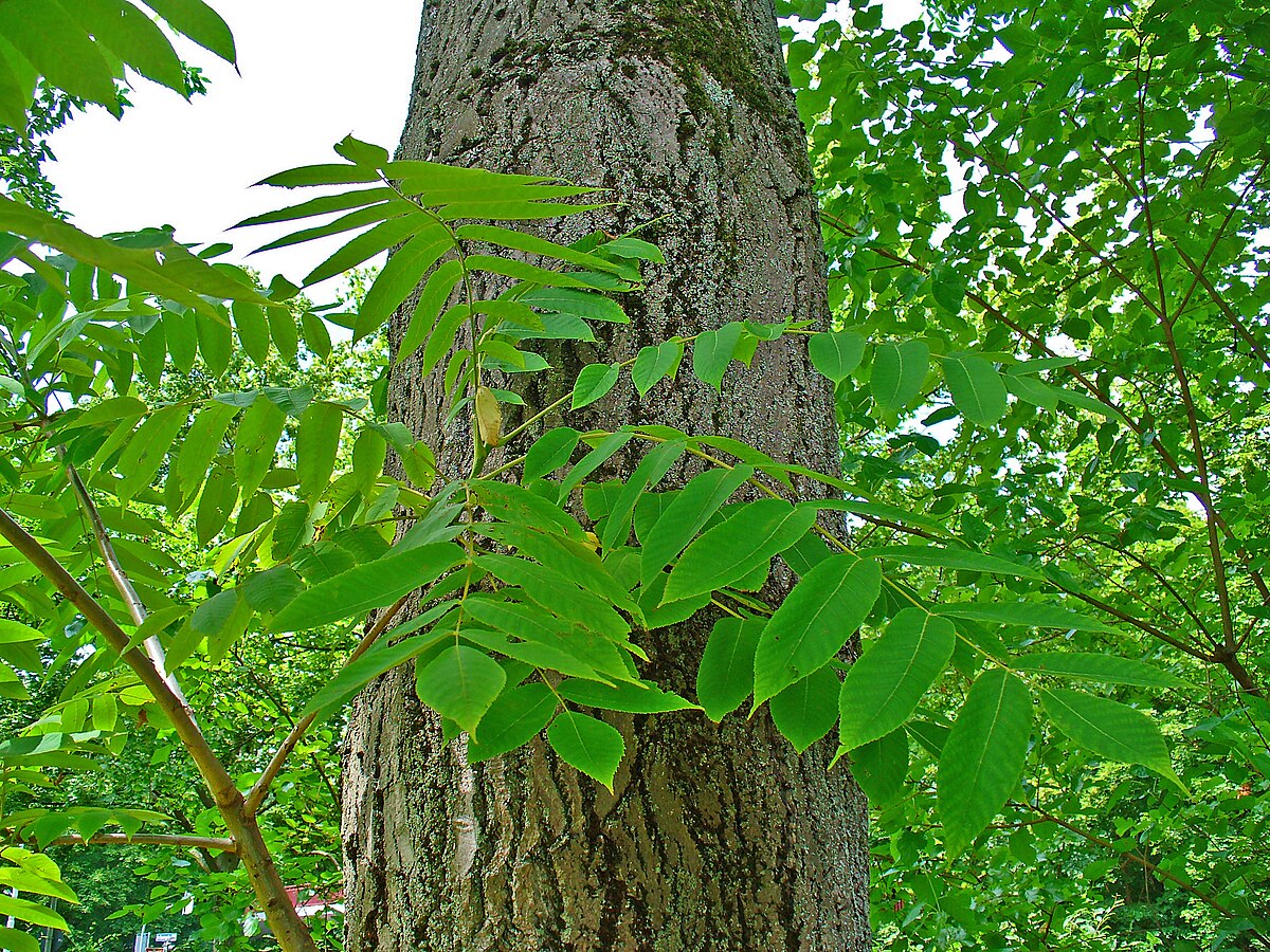 Juglans cinerea x regia