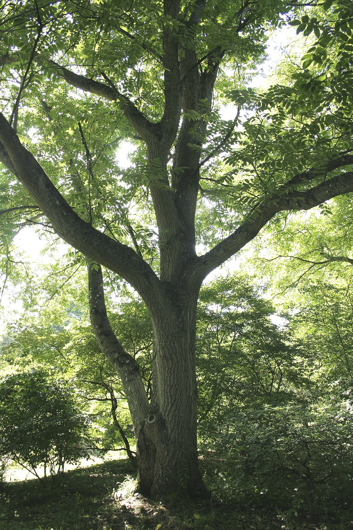 Juglans mandshurica