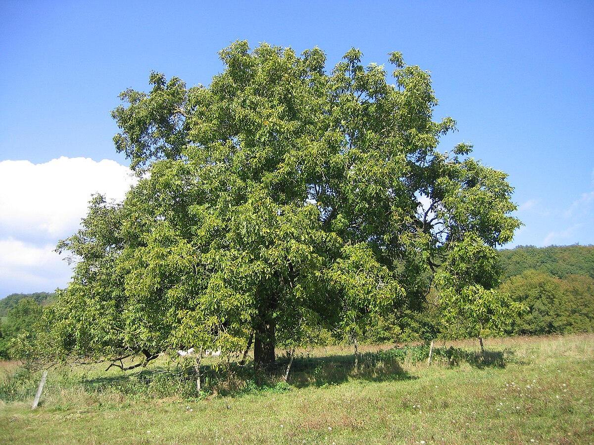 Juglans regia